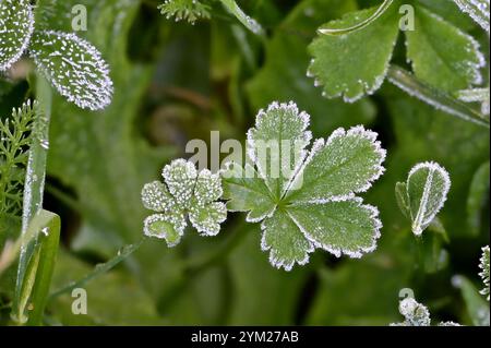 Gelata mattutina sulle foglie su un prato da giardino Foto Stock