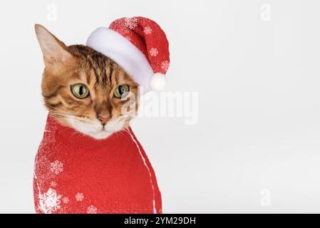 Adorabile gatto del Bengala nel cappello di Babbo Natale. Gatto natalizio per pubblicità isolata su bianco. Foto Stock