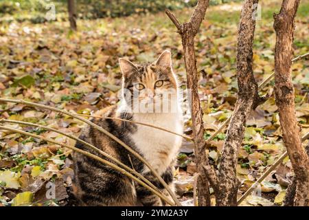 Adorabile gatto tricolore nel primo piano del parco cittadino nelle giornate di sole autunnali Foto Stock