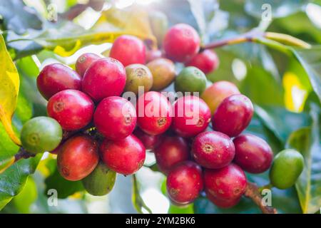 Chicchi di caffè freschi sui rami dell'albero del caffè Foto Stock