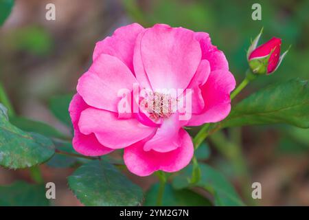 Bellissimi fiori rosa di Rosa pendulina. La rosa alpina, la rosa di montagna. Un arbusto che sale. Foto Stock