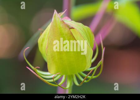 Bud di Hibiscus coccineus. il rosemallow scarlatto. Stella del Texas, brillante ibisco, scarlatto ibisco. Foto Stock