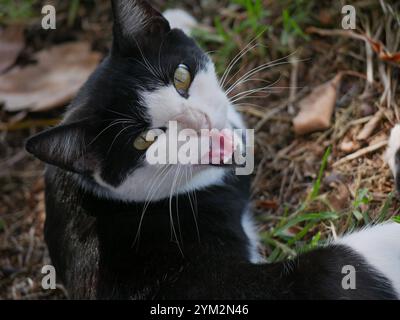 Un gatto randagio senzatetto giace nel parco sull'erba e siede a Maspalomas, Gran Canaria. Foto Stock