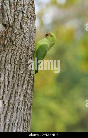 Parakeet con colletto verde (Psittacula krameri), seduto su un tronco d'albero, Baden-Wuerttemberg, Germania, Europa Foto Stock