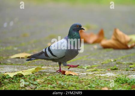 Piccione della città addomesticato (Columba livia forma domestica), camminando per terra in un parco, Baden-Wuerttemberg, Germania, Europa Foto Stock