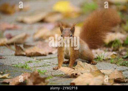 Scoiattolo eurasiatico (Sciurus vulgaris), seduto su un passaggio coperto di foglie autunnali in un parco, Baden-Wuerttemberg, Germania, Europa Foto Stock