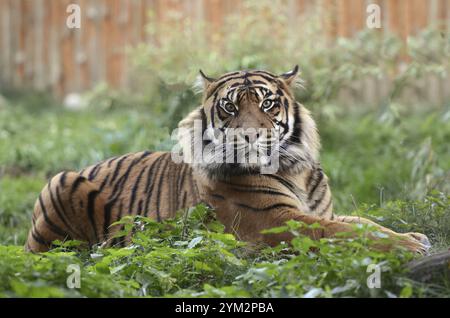 Ritratto di una tigre di sumatra (Panthera tigris sondaica) in cattività Foto Stock