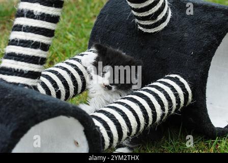 Questi gattini sembrano appartenere alla razza Selkirk Rex, nota per i loro ricci, cappotti di peluche e facce rotonde. Foto Stock