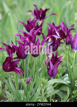 Tulipani fioriti di giglio, Tulipa "Love Song", Liliaceae. I tulipani sono geofiti bulbiferi erbacei perenni in fiore primaverile del genere Tulipa. Foto Stock