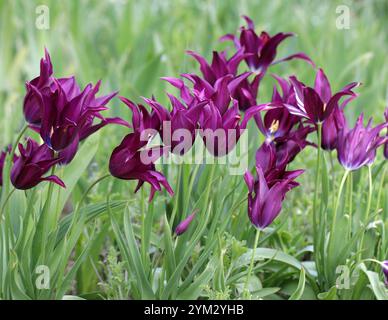 Tulipani fioriti di giglio, Tulipa "Love Song", Liliaceae. I tulipani sono geofiti bulbiferi erbacei perenni in fiore primaverile del genere Tulipa. Foto Stock