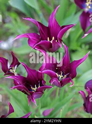 Tulipani fioriti di giglio, Tulipa "Love Song", Liliaceae. I tulipani sono geofiti bulbiferi erbacei perenni in fiore primaverile del genere Tulipa. Foto Stock