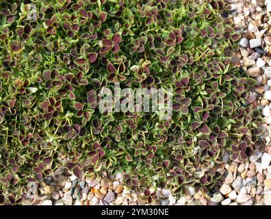 Clover, Trifolium repens, "Purpurascens Quadifolium", Fabaceae. Europa. Trifolium repens, il trifoglio bianco, è una pianta erbacea perenne. Foto Stock