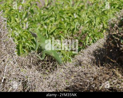 Iguana delicatissima nel Bush. Iguana verde in guadalupa mimetizzata nella vegetazione Foto Stock