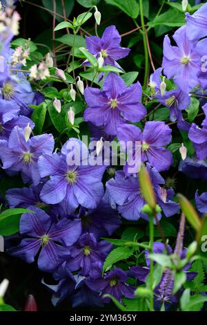 La clematide perle d'azur,azzurra,dazure,blu pallido fiori,scalatori,scalatore, scalata, piante perenni,,fiore,fioritura,RM Floral Foto Stock