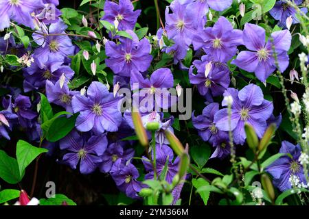 La clematide perle d'azur,azzurra,dazure,blu pallido fiori,scalatori,scalatore, scalata, piante perenni,,fiore,fioritura,RM Floral Foto Stock