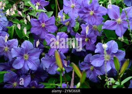 La clematide perle d'azur,azzurra,dazure,blu pallido fiori,scalatori,scalatore, scalata, piante perenni,,fiore,fioritura,RM Floral Foto Stock