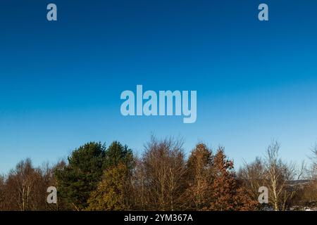Pino e alberi decidui contro un cielo blu profondo Foto Stock