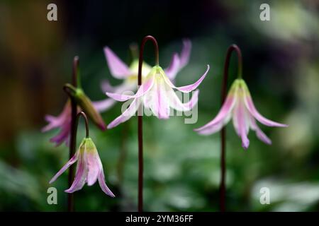Tramonto a cascata di Erythronium, fiori rosa tenui, giglio fazioso, viola dogstooth, fiori primaverili, fioritura, giardino boscoso, giardino ombreggiato, ombra, s Foto Stock