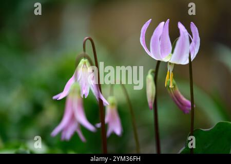 Tramonto a cascata di Erythronium, fiori rosa tenui, giglio fazioso, viola dogstooth, fiori primaverili, fioritura, giardino boscoso, giardino ombreggiato, ombra, s Foto Stock