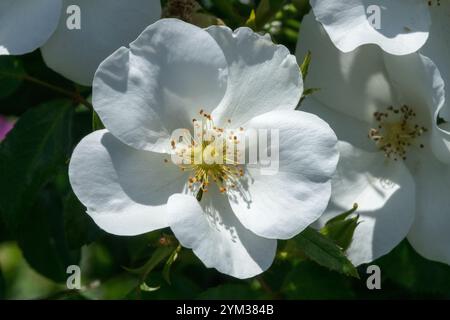 Rosa 'Escimo' Rose arbusto fiore bianco Foto Stock