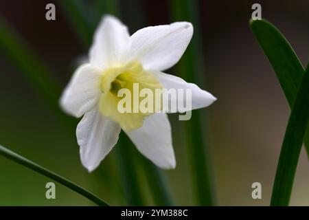 Narcissus Picoblanco, narciso grande, narciso grande, narciso bianco, narciso bianco, narciso bianco, floreale Foto Stock