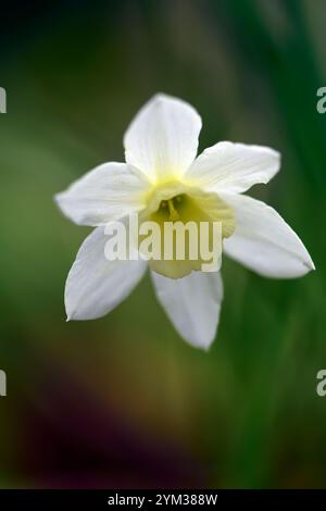 Narcissus Picoblanco, narciso grande, narciso grande, narciso bianco, narciso bianco, narciso bianco, floreale Foto Stock