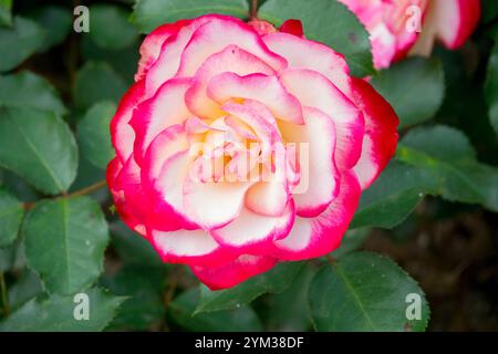 Rosa "Jubile du Prince de Monaco", arbusto da giardino Foto Stock