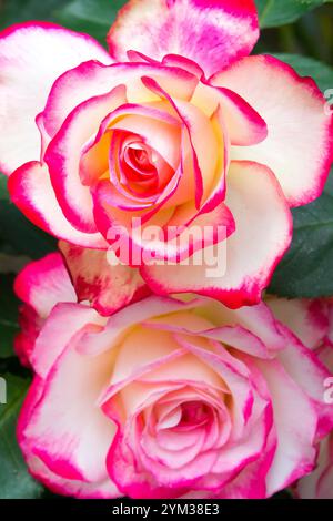 Fiore di rosa "Jubile du Prince de Monaco" Foto Stock