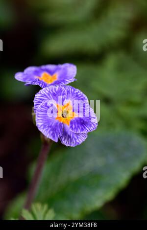 Primula Zebra Blue, fiori a strisce blu e bianche con occhio dorato, fiori primula blu, fiori di primula blu, fiori di prirose blu, RM Floral Foto Stock
