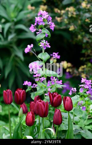 velluto nazionale tulipa, tulipani trionfali, tulipani rosso scuro, tulipani rosso scuro, primavera in giardino, schema di piantagione misto, tulipani misti, tulipani e onestà viola Foto Stock