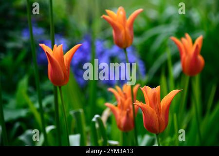 tulipa ballerina, tulipani fioriti di giglio, tulipani arancioni, tulipani arancioni, primavera in giardino, schema di piantagione misto, tulipani misti, RM Floral Foto Stock