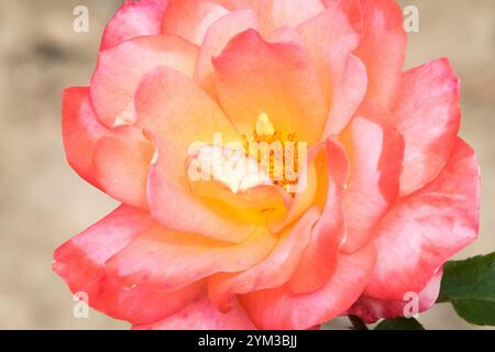Rosa "Sea Pearl" alias Rosa "Flower Girl" Pink Pale Red Floribunda Rose Foto Stock
