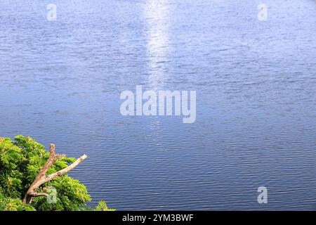 Sfondo della superficie dell'acqua con riflessi solari. Vista aerea delle onde sulla superficie dell'acqua con sfocatura dell'albero verde sfocato all'angolo. Foto Stock