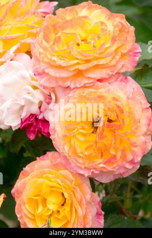 Rosa "Gartenspass" Floribunda rose, corde con bordature gialle Foto Stock