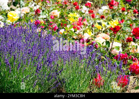Vere rose di lavanda inglese Lavandula angustifolia Lavenders Blue, bordo rose colorate sfondo in giardino Foto Stock