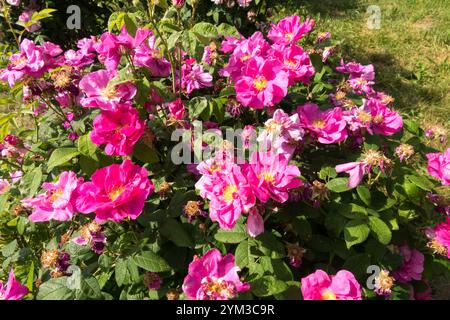 Rosa francese Apothecarys in piena fioritura Rosa gallica officinalis, rosa arbusto rosa in giardino Foto Stock