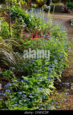 Brunnera macrophylla Langtrees,fiori blu,blu dimenticami non ombra,brunnera bordatura di un letto di fiori,bordatura brunnera,giardino boscoso,ombreggiato,ombreggiato,ombreggiato,ombreggiato,ombreggiato,l Foto Stock