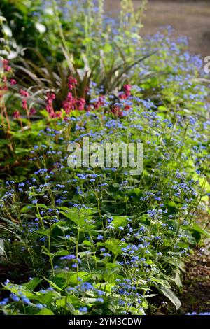 Brunnera macrophylla Langtrees,fiori blu,blu dimenticami non ombra,brunnera bordatura di un letto di fiori,bordatura brunnera,giardino boscoso,ombreggiato,ombreggiato,ombreggiato,ombreggiato,ombreggiato,l Foto Stock