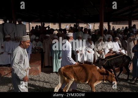 bestiame che sfilava al mercato del bestiame di nizwa oman medio oriente Foto Stock