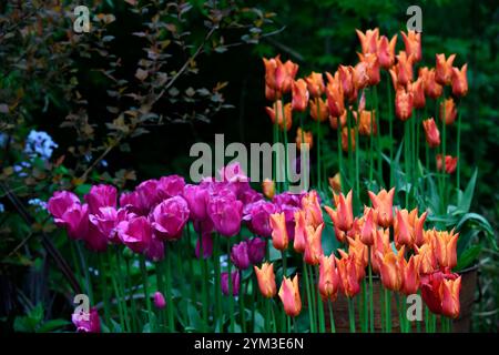 Tulipa ballerina, tulipa barcelona, tulipani arancioni e rosa, esposizione mista di tulipani, combinazione mista di tulipani, schema di piantagione misto, flusso di tulipani arancioni e rosa Foto Stock