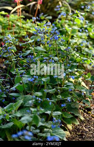 Brunnera macrophylla Langtrees; fiori azzurri; blu dimenticami non ombra; brunnera bordatura di un letto di fiori; bunnera bordatura; giardino boschivo; ombreggiato; ombreggiato; ombreggiato; Foto Stock