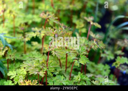 corydalis spinners,fogliame,fogliame primaverile,foglie verdi,foglie,foglie,fogliame,tappeto di fogliame,fogliame,tappeto di fogliame,primavera,garde Foto Stock