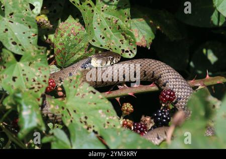 Serpente d'erba sbarrato o serpente d'erba riposante in Bramble - Natrix helvetica Foto Stock