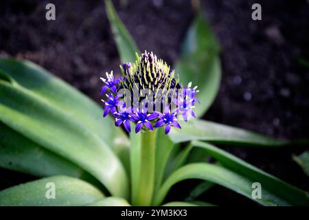 Scilla peruviana, squill portoghese, densa raceme piramidale di fiori blu, fiori blu, primavera, RM Floral Foto Stock