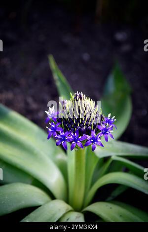 Scilla peruviana, squill portoghese, densa raceme piramidale di fiori blu, fiori blu, primavera, RM Floral Foto Stock