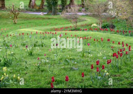 tulip Pieter de Leur, Tulip Pieter de Leur, tulipani rossi, tulipani nel prato, tulipani intrecciati nel prato, tulipani che crescono nell'erba, tulipani che crescono nell'erba Foto Stock