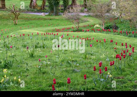 tulip Pieter de Leur, Tulip Pieter de Leur, tulipani rossi, tulipani nel prato, tulipani intrecciati nel prato, tulipani che crescono nell'erba, tulipani che crescono nell'erba Foto Stock