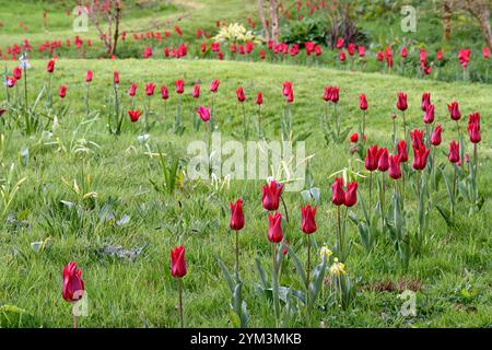 tulip Pieter de Leur, Tulip Pieter de Leur, tulipani rossi, tulipani nel prato, tulipani intrecciati nel prato, tulipani che crescono nell'erba, tulipani che crescono nell'erba Foto Stock
