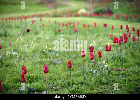 tulip Pieter de Leur, Tulip Pieter de Leur, tulipani rossi, tulipani nel prato, tulipani intrecciati nel prato, tulipani che crescono nell'erba, tulipani che crescono nell'erba Foto Stock