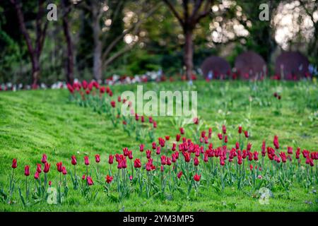 tulip Pieter de Leur, Tulip Pieter de Leur, tulipani rossi, tulipani nel prato, tulipani intrecciati nel prato, tulipani che crescono nell'erba, tulipani che crescono nell'erba Foto Stock